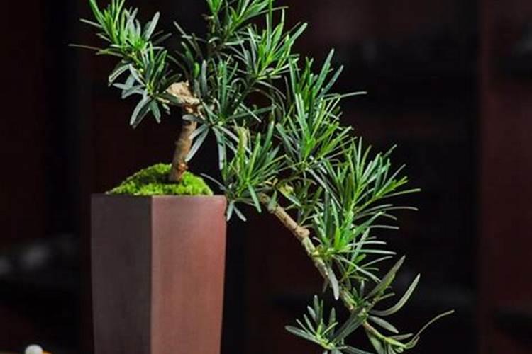 罗汉松多久施一次肥 施肥时间和方法