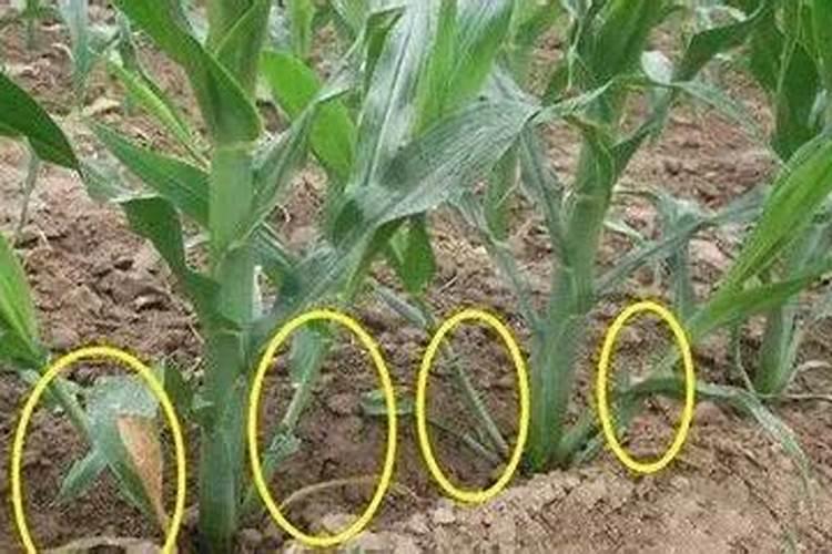 玉米分叉原因及解决方法