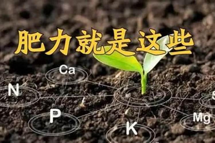 有机肥与化肥的区别