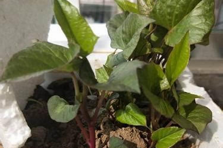 水溶肥的正确使用方法