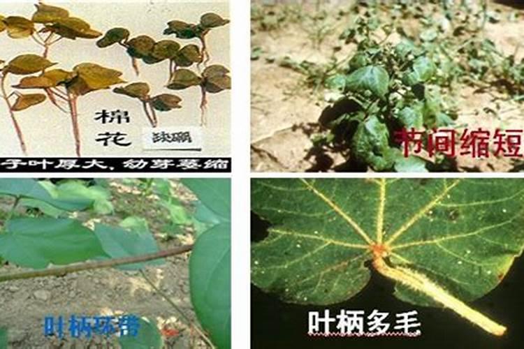 硼土地用多了对植物的影响有没有解救方法