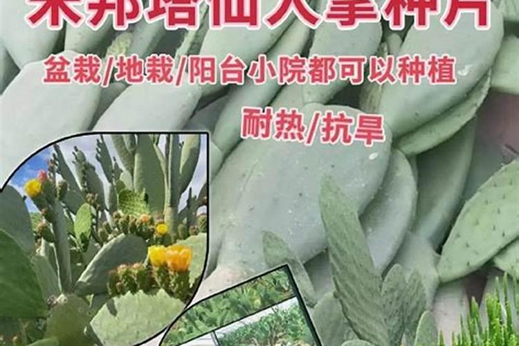 菜籽饼怎么给果树施肥
