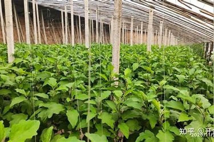 玉米打控旺剂能和叶面肥一起用吗