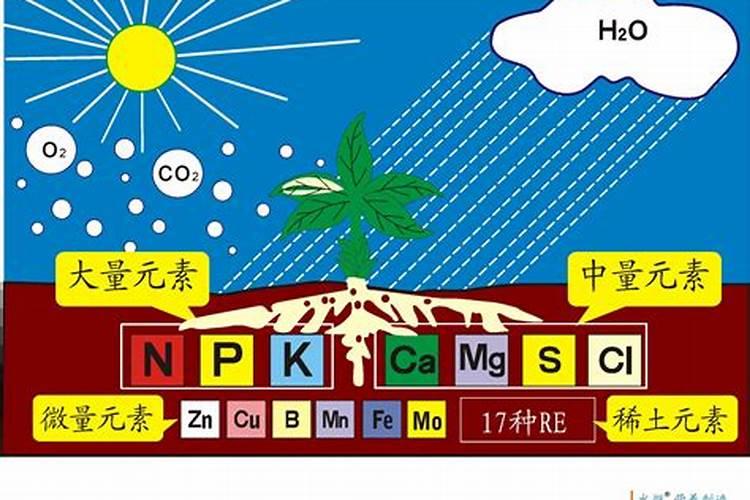 什么是叶面肥？