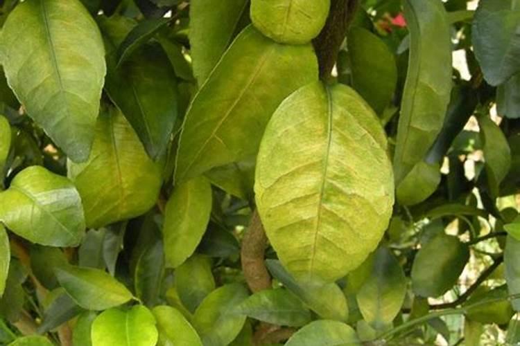 桔树叶子发黄的原因