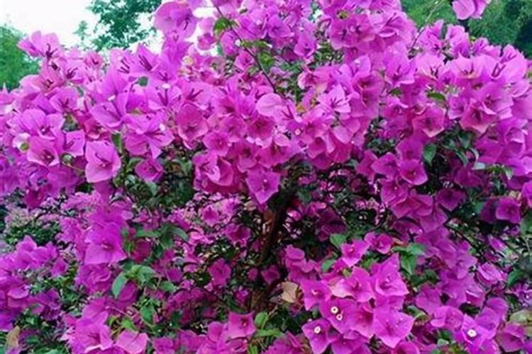 难道我家的花是公的？为啥光长叶子不开花？