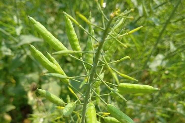 油菜是丢尿素还是淋尿素效果好？