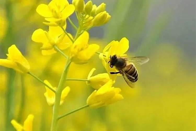 芸苔素真正的作用是什么？