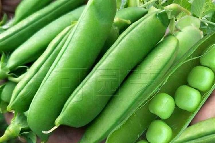 种豌豆尖的方法和步骤