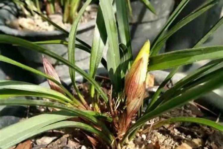 西瓜苗用什么叶面肥会比较不错