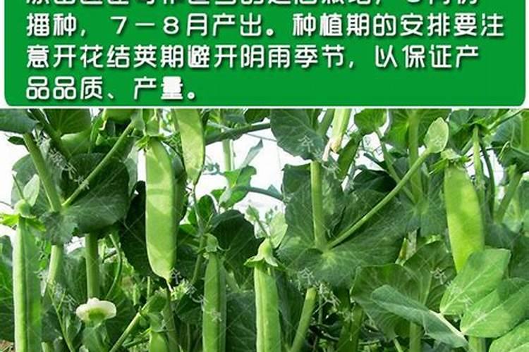 打什么物质能让水果变甜