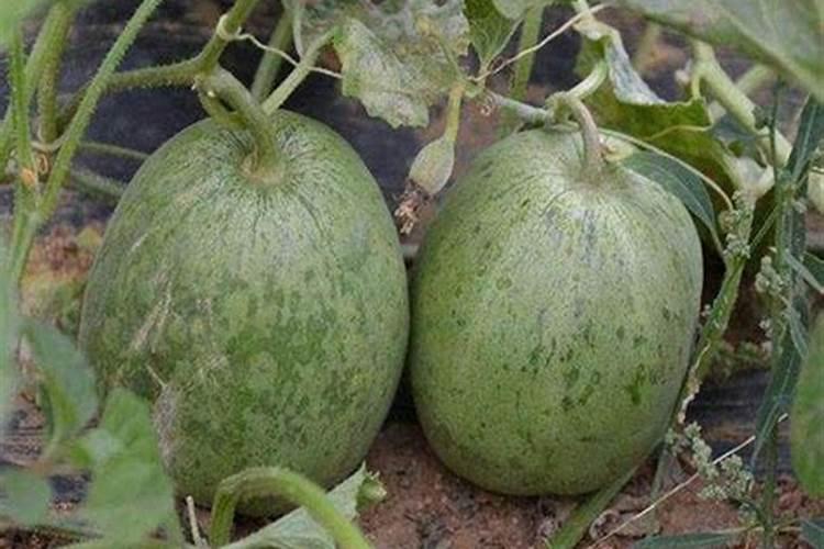 甜瓜的三个最佳肥料