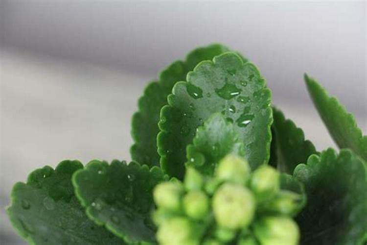 长寿花秋季可施氮肥吗