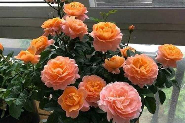 月季花如何追肥