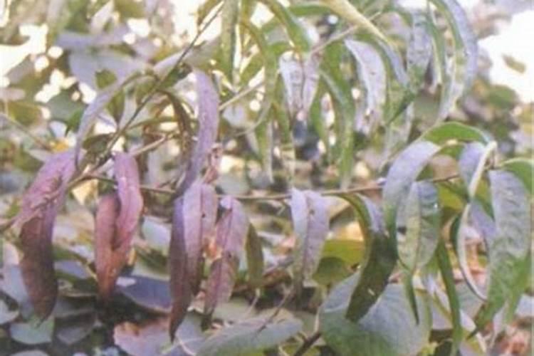 植物缺氮、缺磷、缺钾分别有什么害处？