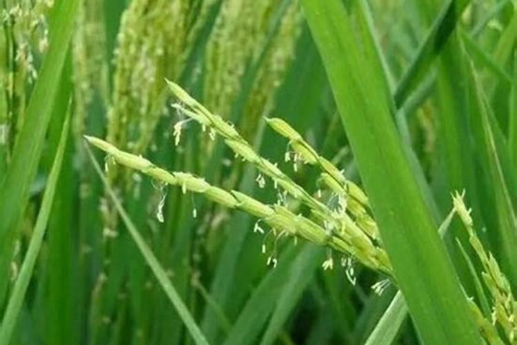 使用鱼蛋白肥会有什么效果？