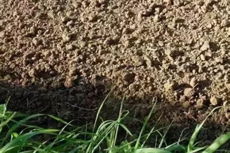 怎么判断土地是否肥沃