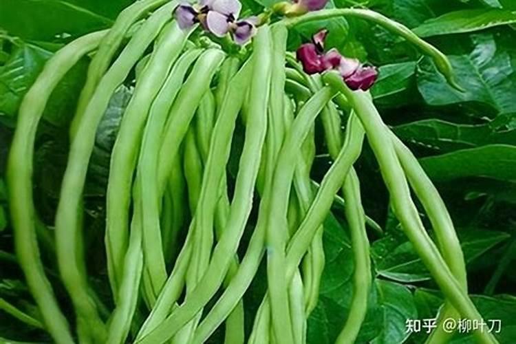 高硫氮肥适合什么作物芸豆豆角茄子可以用吗？