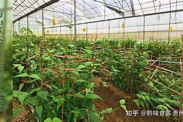 5月份适合种植什么中药？