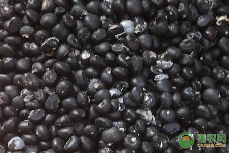 【款冬花】的功效与作用