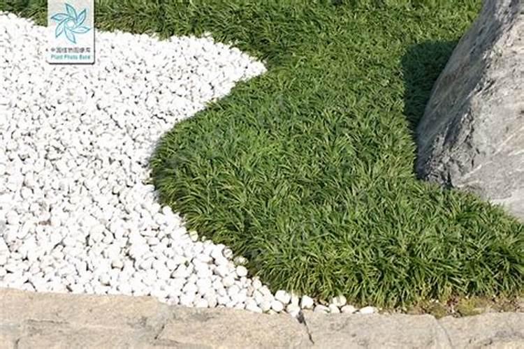 什邡康龙二铵是假化肥