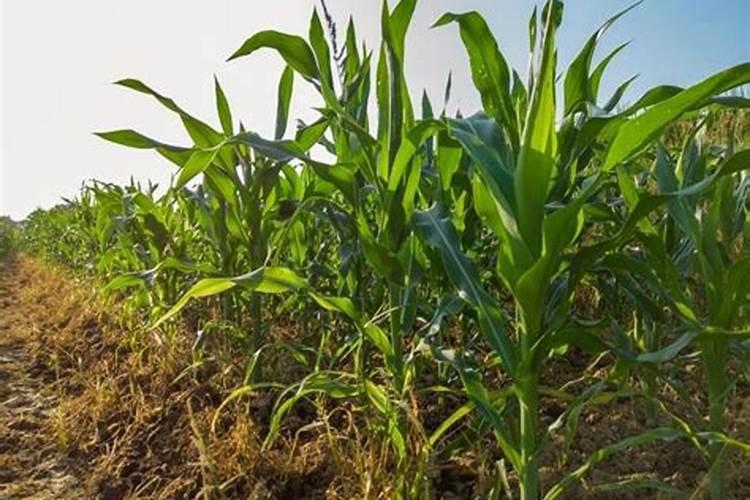 玉米喂鸡是生的好还是熟的好