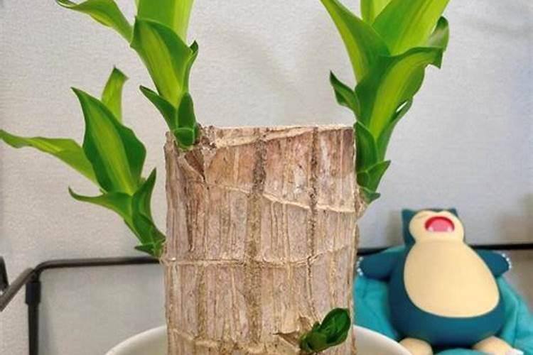 水培巴西木用什么肥料