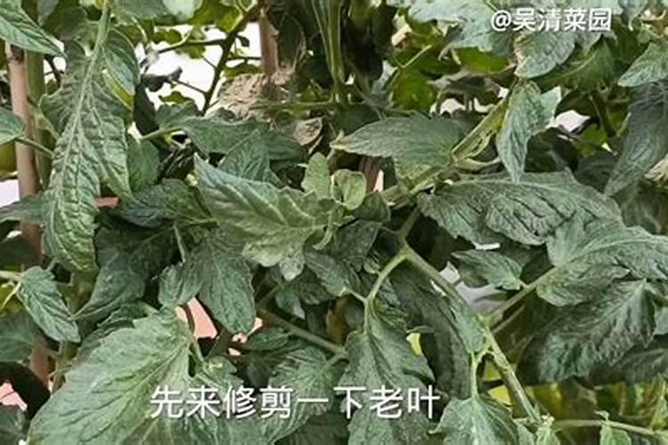 西红柿常用的钾肥