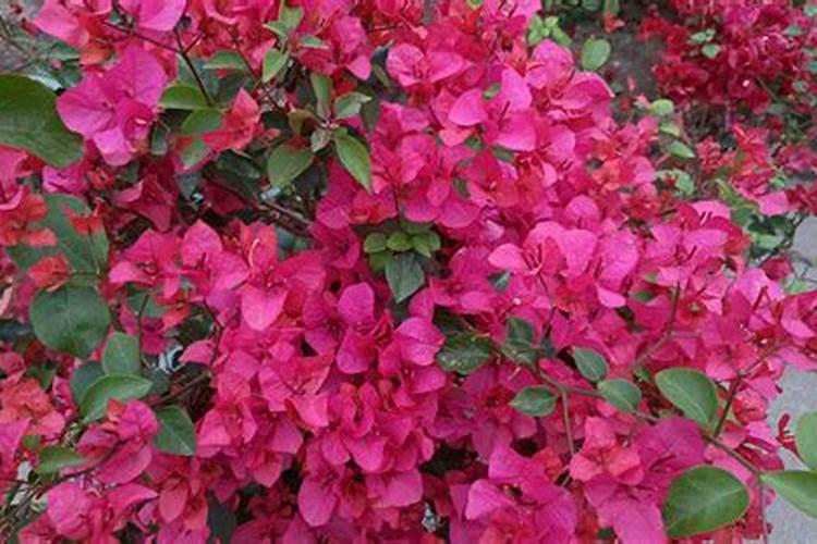 三角梅花谢后怎么管理