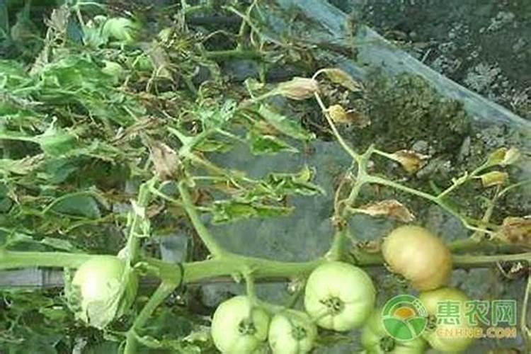 请问茄子枯萎病应该怎么防治？