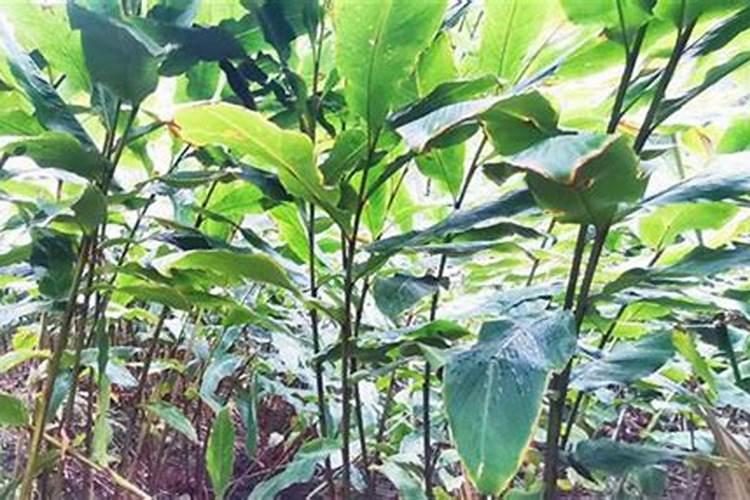 草果怎么种植方法