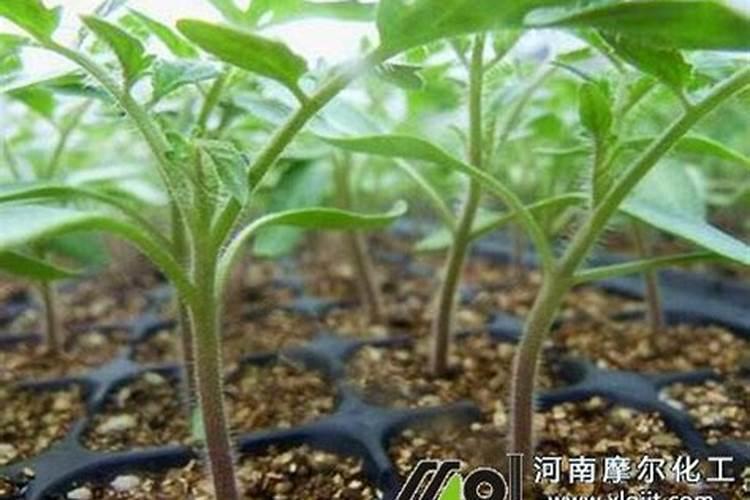 西红柿幼苗可以持续喷施叶面肥吗