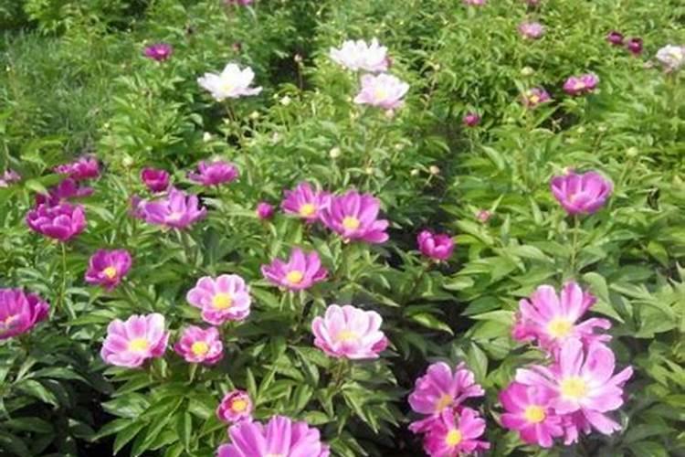 芍药施肥时间和方法,芍药喜欢什么肥料