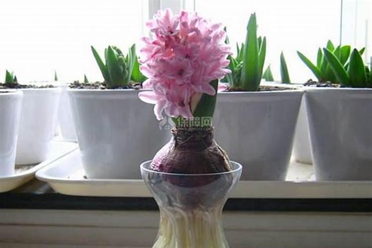 水培风信子花败了后怎么处理