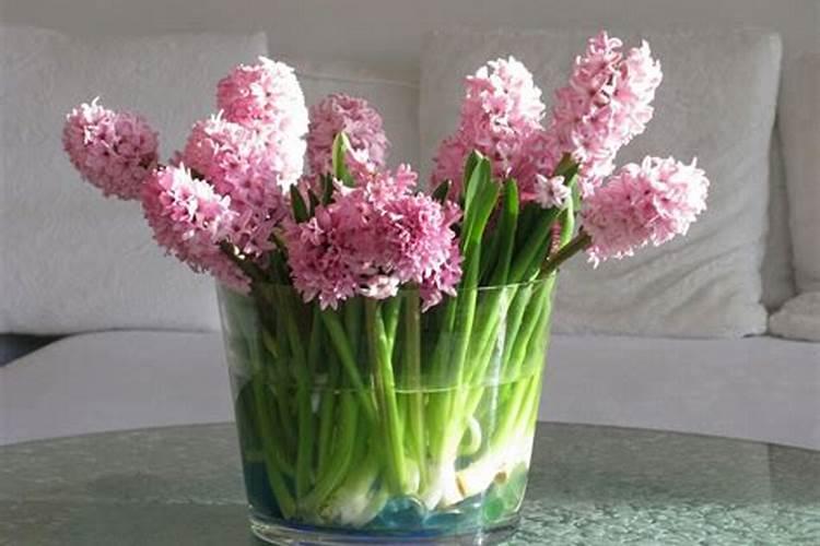 养护风信子不能大意,做好这几点,盆盆开花不夹箭!