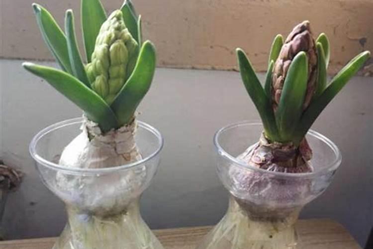 风信子开花后怎么处理