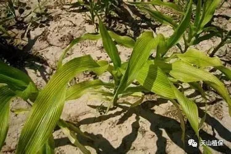 韭菜干尖是什么原因