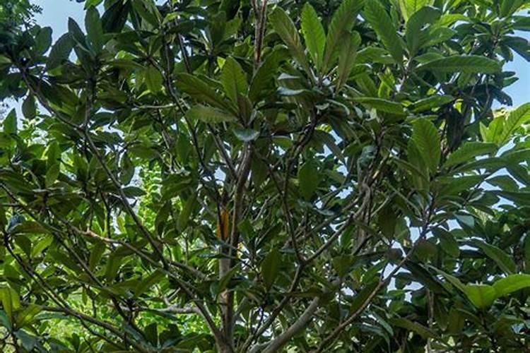 枇杷树能用磷酸二氢钾吗