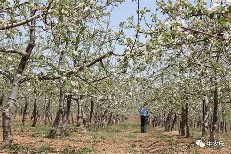 枇杷打不打叶面肥？如果打怎样打