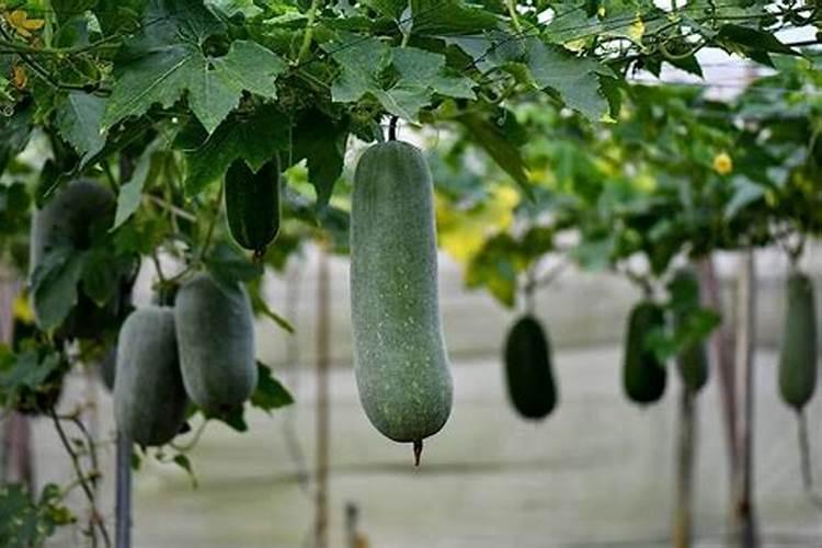 黑皮冬瓜的种植技术