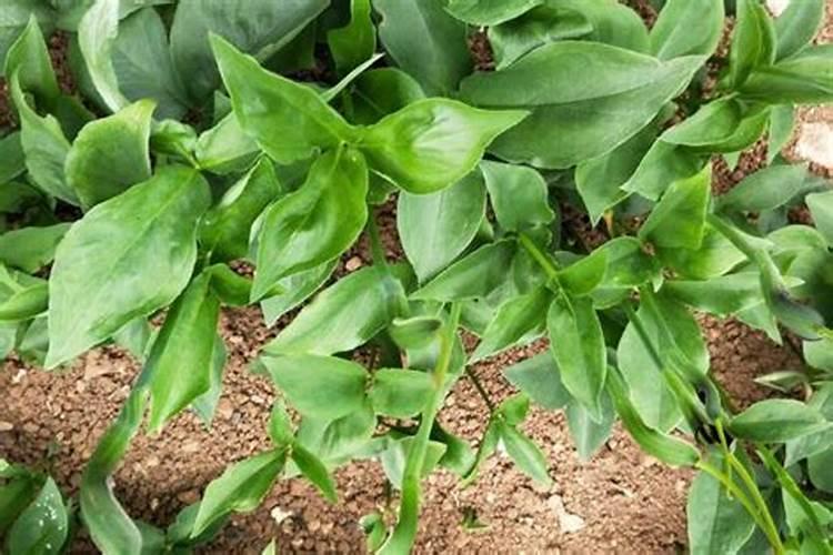 果树什么时间补硼效果更好？很多果农补了很多硼,但都浪费了