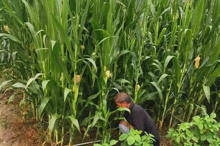 为了防止植物倒伏,应多施用氮肥、磷肥还是钾肥？ 谢谢!