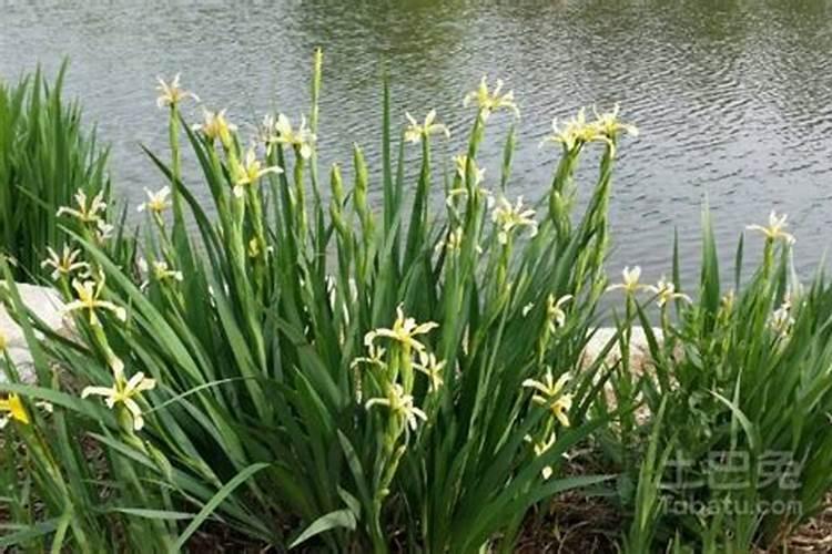 家庭盆栽菖蒲的方法,家庭盆栽菖蒲养护管理