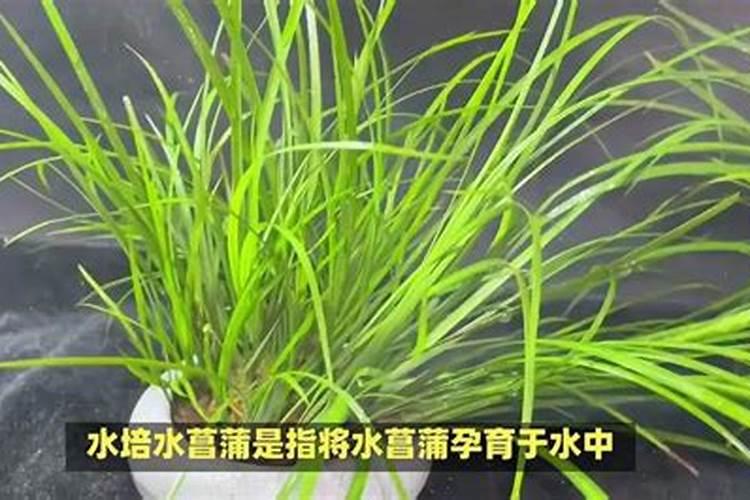 刚买了盆菖蒲,不知道怎么种植,有什么技巧吗？