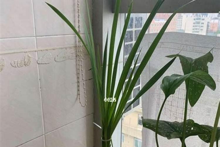 盆栽水养花菖蒲怎么修剪