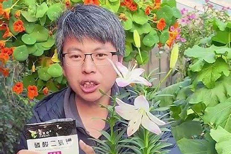 种植百合花正确方法