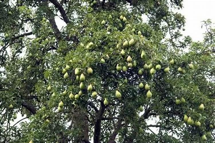 果树结果期施什么肥果树结果期施哪些肥