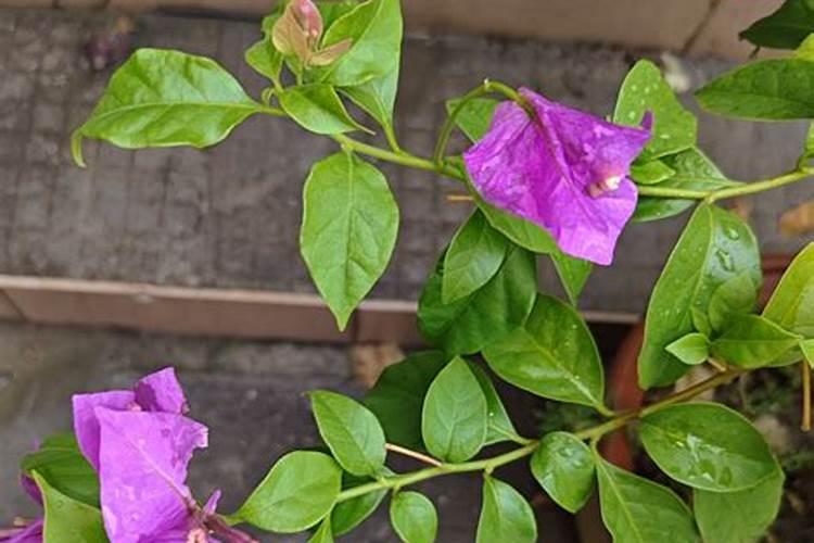 三角梅花谢后如何施肥枝叶爆满盆