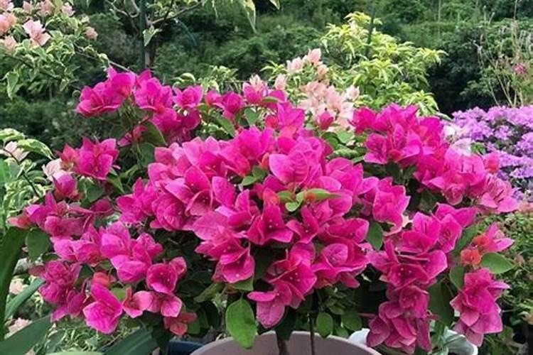 三角梅 开花后要施什么肥