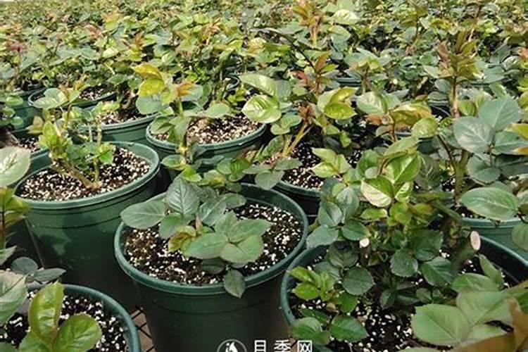 什么药可以养花不死  哪些药可以用来养花